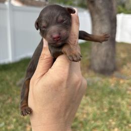 Female phantom - Red phantom female Aussiedoodle puppy in Spring Hill, Florida from Pawprint Dreams Boarding and Kennel