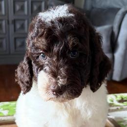 Reese - Brown and white male Bernedoodle puppy in Arabi, Georgia from Huckadoodle Farm