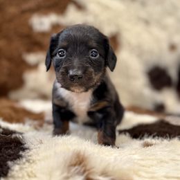 Girl 1 - Black and tan female Dachshund puppy in Amesbury, Massachusetts from Fox Hill Farm & K9