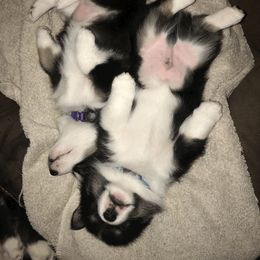 Pembroke Welsh Corgi Puppies from Siclair Crowns Corgis