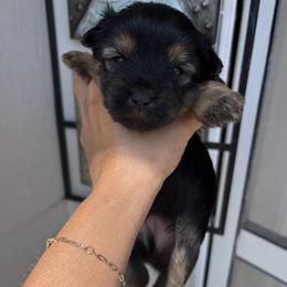 Yorkshire Terrier Puppies from XOXO YORKIES