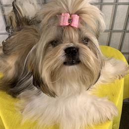 Happy - Shih Tzu