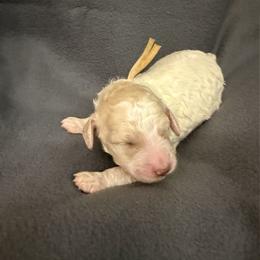 Willow - Parti female Poodle puppy in Surprise, Arizona from Gentle Paw Goldendoodles