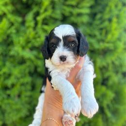 Willie - Tri-color male Cavapoo puppy in Pasco, Washington from Columbia Basin Puppies