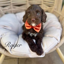 Roger - Chocolate male Australian Labradoodle puppy in Morgan Hill, California from Loving Labradoodle