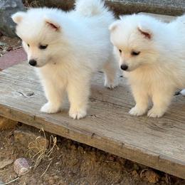 Boy 3 - White male Japanese Spitz puppy in Sebastopol, California from IMag Japanese Spitz