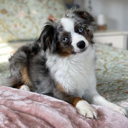 Juliet - Toy Australian Shepherd