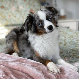 Juliet - Toy Australian Shepherd