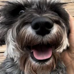 Miniature Schnauzers from Teresa's Miniature Schnauzers