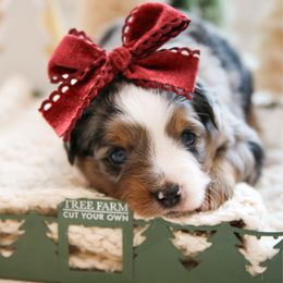 Waffle - Blue merle female Toy Australian Shepherd puppy in Charlestown, Indiana from Hydden Aussies