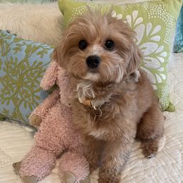 Ollie - Maltipoo