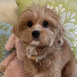 Ollie - Maltipoo