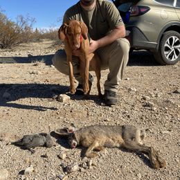 Vizsla Puppies from Reckless Rose Vizslas