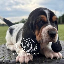 Faye - Black white and brown female Basset Hound puppy in Richmond, Kentucky from Walters Hollow Hounds
