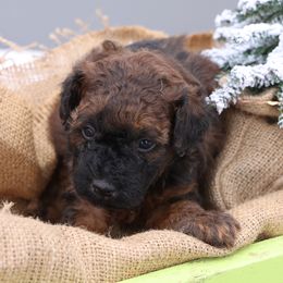 Jones - Red male Whoodle puppy in West Bend, Iowa from Blue Skies Terriers