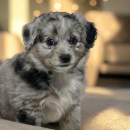 Pickle - Blue merle male Aussiedoodle puppy in Lebanon, Oregon from Abbott Family Farm