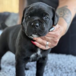 Cane Corso Puppies from PNW Cane Corsos