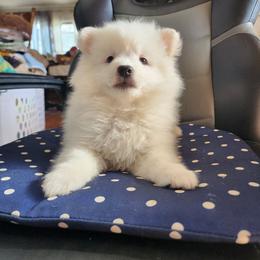 Beast - White male American Eskimo Dog puppy in Grants Pass, Oregon from SnH Eskies
