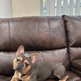 Levi - French Bulldog