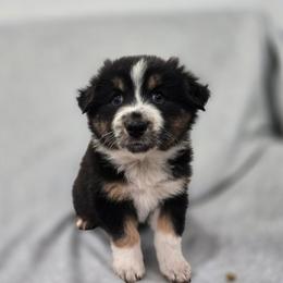 Kodiak - Black tri-color male Australian Shepherd puppy in Utah from Corbridge Aussies
