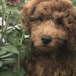 Goldendoodles from Buffa Doodles