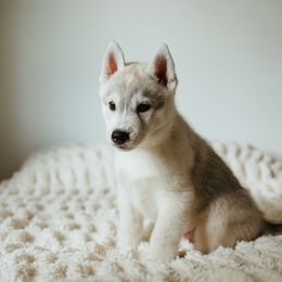 Siberian Husky Puppies from Polaire Siberians