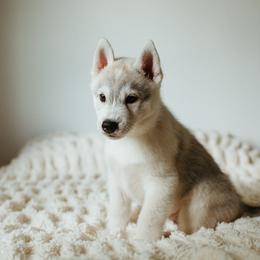 Siberian Husky Puppies from Polaire Siberians