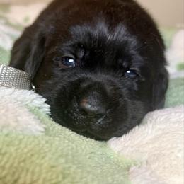 Grey Boy - Black male Labrador Retriever puppy in North Pole, Alaska from Mulberry Retrievers