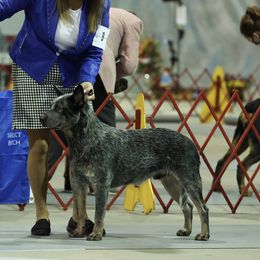 Preacher - Australian Cattle Dog