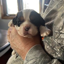 Cavalier King Charles Spaniel Puppies from Heavenly Cavaliers