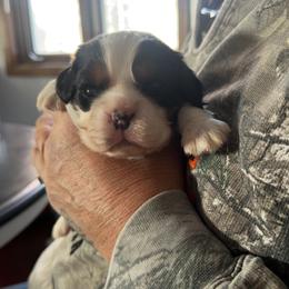 Cavalier King Charles Spaniel Puppies from Heavenly Cavaliers