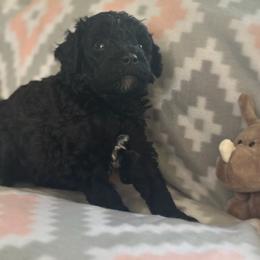 Silas - Black male Goldendoodle puppy in Waynesboro, Virginia from Forest Creek Kennel