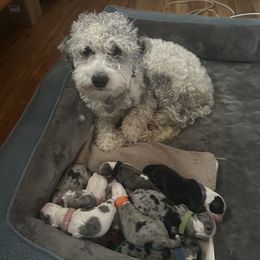 Cockapoo, Sheepadoodle, and Whoodle Puppies from Saddle Mountain Doodles