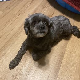 Biscuit - Shihpoo