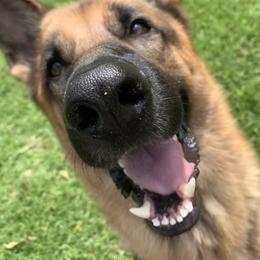 German Shepherd All Grown Up from Angel Oak German Shepherds