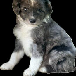 Briar - Blue merle male Aussiedoodle puppy in Ambrose, Georgia from Brandilyn's Aussies
