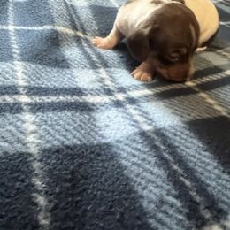 Daisey - Piebald female Dachshund puppy in Wappapello, Missouri from Kandb Dachshunds