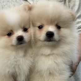 Pomeranian All Grown Up from Lola’s Poms