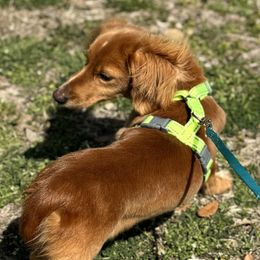 Dachshunds from 5T dachshunds