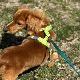 Dachshunds from 5T dachshunds