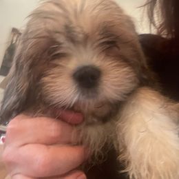 Dutchess - Lhasa Apso