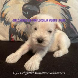 Girl 3 - White Miniature Schnauzer puppy in New Bern, North Carolina from DJS Delightful Miniature Schnauzers