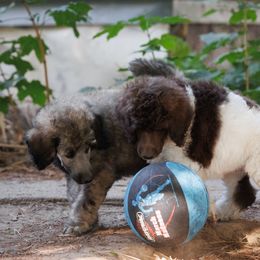 Poodle Puppies from Mystic Moon Poodles