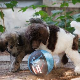 Poodle Puppies from Mystic Moon Poodles