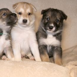 Tamaskan Puppies from Hawthorne Tamaskan