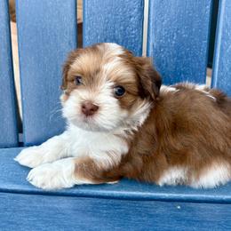 Havanese Puppies from Pixie Dust Havanese