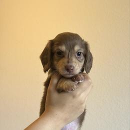 Boy 1 - Blizzard KLARNA IS AVAILABLE - Chocolate and cream male Dachshund puppy in Hutto, Texas from R.G. Dachshunds