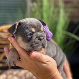 French Bulldog Puppies from Woodlands Frenchies