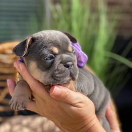 French Bulldog Puppies from Woodlands Frenchies