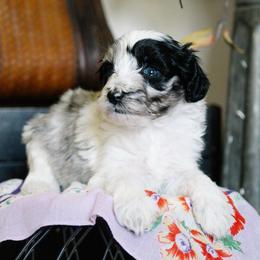 LaFleur - Merle female Schnoodle puppy in Grove, Oklahoma from Grand Lake Poodles & Doodles